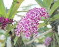 Rhynchostylis gigantea orchids flowers bloom in spring adorn the beauty of nature. Royalty Free Stock Photo