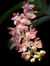 Rhynchostylis gigantea var orange Royalty Free Stock Photo