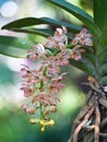 Rhynchostylis gigantea var orange