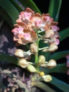 Rhynchostylis gigantea var orange Royalty Free Stock Photo
