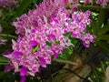 Rhynchostylis orchid