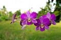 Rhynchostylis retusa , orchid