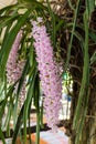 Rhynchostylis retusa, orchid flower.