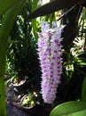 Rhynchostylis retusa, orchid