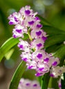 Rhynchostylis retusa orchid is white and pink flowers