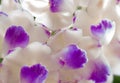 Rhynchostylis retusa orchid is white and pink flowers Royalty Free Stock Photo