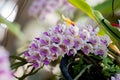 Rhynchostylis retusa Orchids