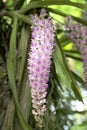Rhynchostylis retusa in white and pink flowers.