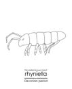 Rhyniella