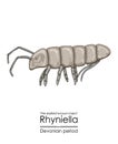 Rhyniella, the earliest known insect