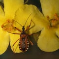 Rhynocoris iracundus is an assassin and thread-legged bug. Royalty Free Stock Photo