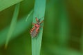 Rhynocoris iracundus is an assassin and thread-legged bug Royalty Free Stock Photo