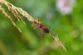 Rhynocoris iracundus Royalty Free Stock Photo