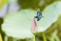 Rhyothemis fuliginosa Dragonfly