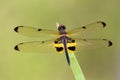 Rhyothemis phyllis