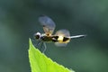 Rhyothemis phyllis dragonfly