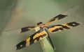 Common picture wing dragonfly is sitting on a leaf, tropical rainforest in india Royalty Free Stock Photo