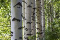 The rhythm of the White trunks of the birch on a background of green leaves