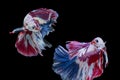 Rhythmic betta splendens fighting fish over isolated black background. The moving moment beautiful of white, blue and red Royalty Free Stock Photo