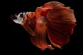 The rhythmic fluttering of the beautiful betta\'s tail adds a sense of elegance and fluidity.