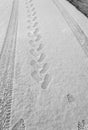 Rhythmic footprints, boot tracks and car tires on thin white snow in winter go into the distance, vertical frame, ribbed tread, Royalty Free Stock Photo