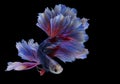 Rhythmic of red blue betta fish, Beautiful movement of Siamese fighting fish, betta splendens Halfmoon betta , isolated on black Royalty Free Stock Photo