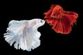 Rhythmic two betta splendens fighting fish over isolated black background. The moving moment beautiful of white, blue and red Royalty Free Stock Photo