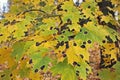 Rhytisma acerinum fungus on maple leaf