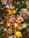 Rhytisma acerinum maple leaves disease black dots fungus. Yellow and brown autumn leaves