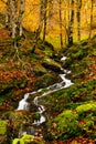Stream flowing through autumn forest Royalty Free Stock Photo