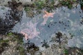 Rialto Beach Tide Pools