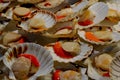 Scallops at Rialto Fish Market by the grand canal Venice Italy Royalty Free Stock Photo