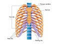 Rib cage Royalty Free Stock Photo