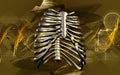 Rib cage Royalty Free Stock Photo