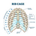 Rib cage anatomy, labeled vector illustration diagram Royalty Free Stock Photo