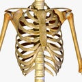 Rib cage Royalty Free Stock Photo