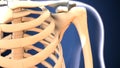 3d illustration of skeleton ribs anatomy Royalty Free Stock Photo