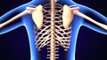 3d illustration of Slipping rib syndrome: Causes, treatment, and diagnosis