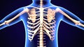 3d illustration of Slipping rib syndrome: Causes, treatment, and diagnosis