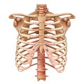 Rib cage bones. Human skeletal system. Anatomy Royalty Free Stock Photo