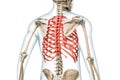 Rib cage bones in red with body 3D rendering illustration isolated back view on white with copy space. Human skeleton anatomy, Royalty Free Stock Photo