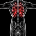 Rib cage Royalty Free Stock Photo