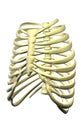 Rib cage Royalty Free Stock Photo