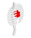 Rib cage and heart isometric style. Ribs anatomy body 3D. Intern