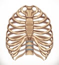 Rib cage. Human skeleton, medicine. 3d vector