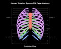Rib Cage of Human Skeleton System Anatomy with detailed labels Posterior View