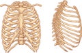 Rib cage illustration Royalty Free Stock Photo