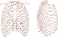 Rib cage illustration Royalty Free Stock Photo