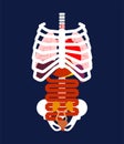 Rib cage and Internal organs. Human anatomy. Systems of man body