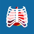 Rib cage and Internal organs. Human anatomy. Systems of man body